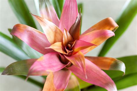 Bromeliads: Plant Care & Growing Guide