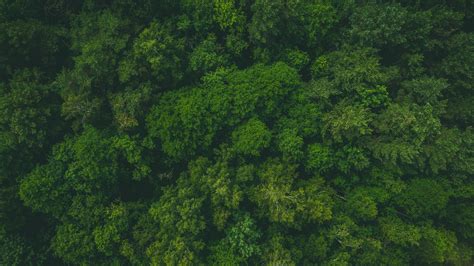 Download wallpaper 3840x2160 forest, green, aerial view, trees, treetops 4k uhd 16:9 hd background