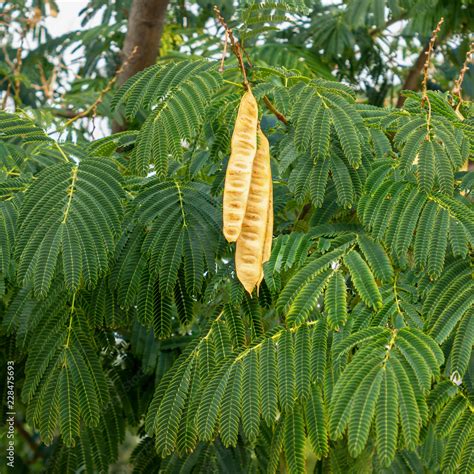 Acacia tree with hanging seed pods. Leucaena leucocephala. Stock Photo ...