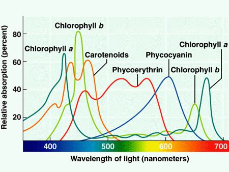 The Most Important Role of Pigments in Photosynthesis Is to