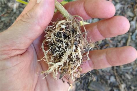 What are root knot nematodes? - Greg Alder's Yard Posts: Southern ...