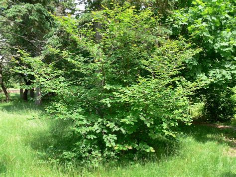 Common Witch-hazel - Plant It Wild! | Native Michigan Plants