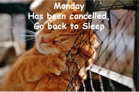 Even the cat knows how boring Monday is 🙁 - Pet Care Tips