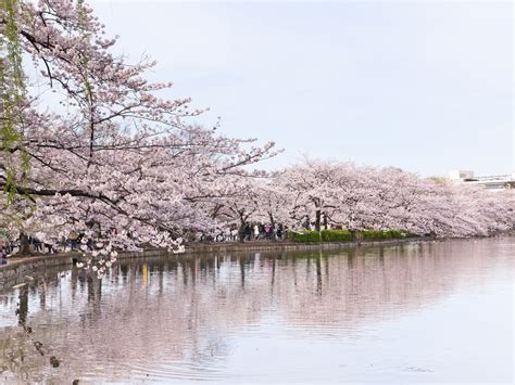 Ueno Park , Tokyo, Japan - Activity Review & Photos