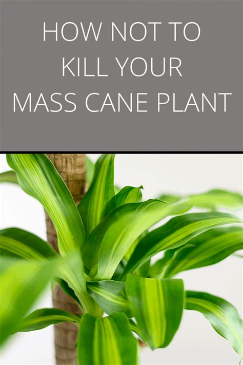 How To Care For A Mass Cane Plant - #1 Secrets Revealed