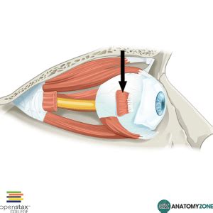 Lateral Rectus Muscle - AnatomyZone