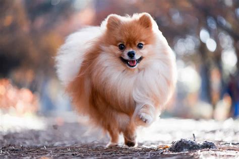 About The Breed: Pomeranian | Highland Canine Training