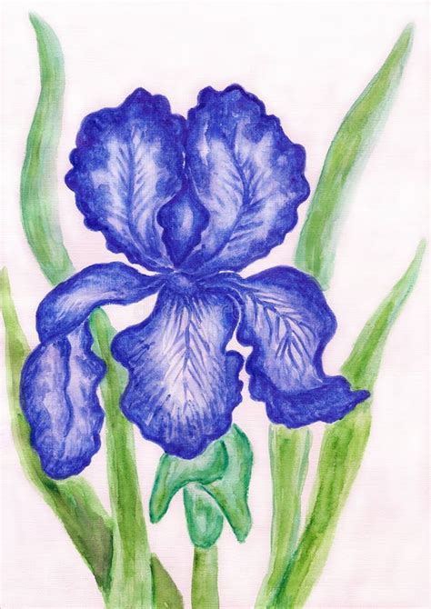 Dark blue iris, painting stock illustration. Illustration of nature - 28634059