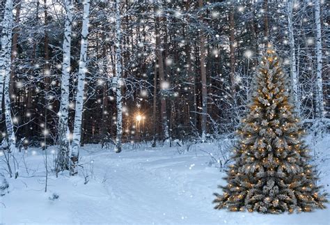 Kate Winter Forest with Snow And Christmas Tree for Photography