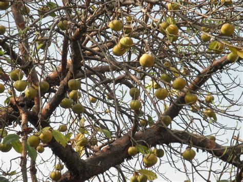 Trees, Plants & more: Elephant apple tree (Dillenia indica)