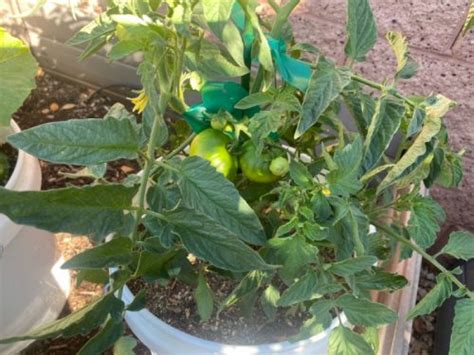 Top Gardening Tips for Growing Tomatoes - Food Storage Moms