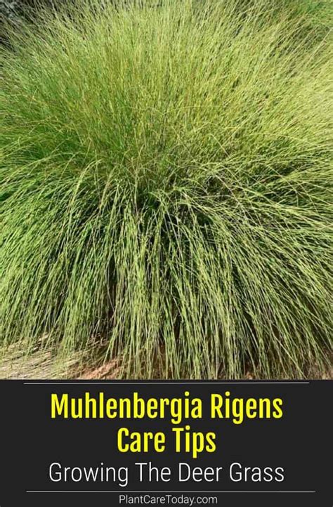 Muhlenbergia Rigens Care Tips: Growing The Deer Grass | California native garden, Outdoor ...