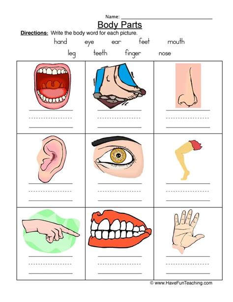 Body Parts Worksheet by Teach Simple