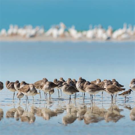 Animals & Plants of the Estuary | USA Today