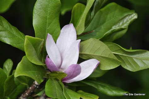 Magnolia 'Susan' - The Site Gardener