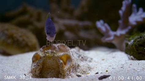 Fish Venomous - Stonefish 4K EDIT on Vimeo