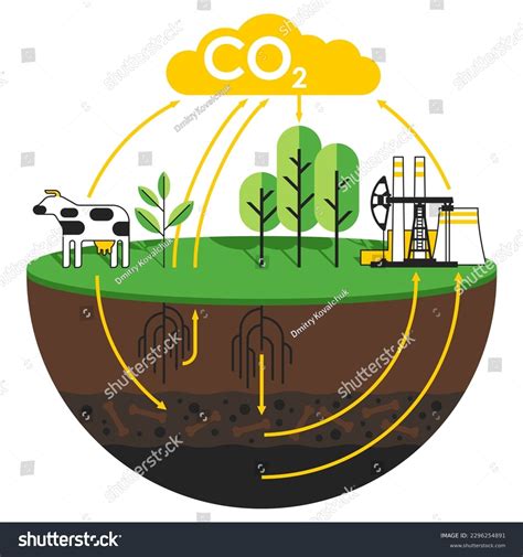 Plant Co2 Cycle: Over 234 Royalty-Free Licensable Stock Vectors ...