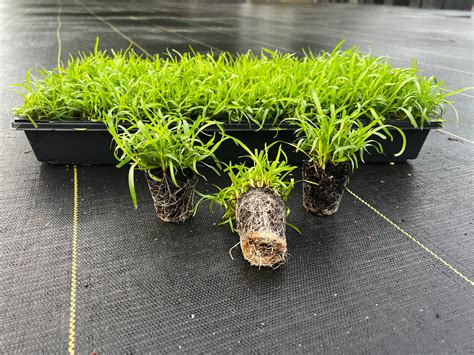 Buy Centipede Grass Plugs 50-Cell Tray | Top Quality – NC Grass Plugs