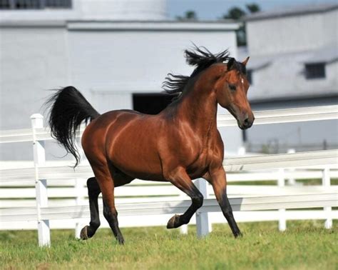 Morgan Horse: Info, Pictures, Temperament & Traits | Pet Keen