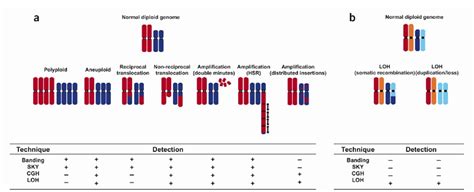 Schematic illustration of mechanisms by which chromosomal aberrations ...