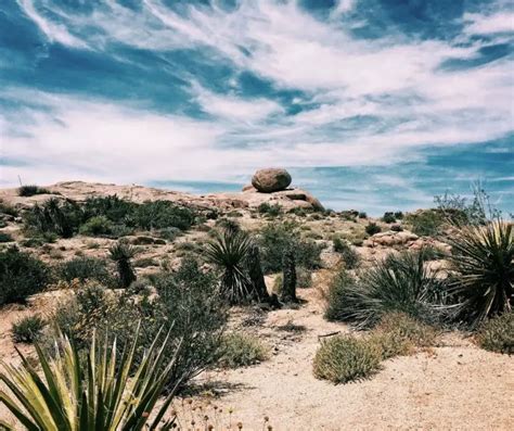 Desert Ecosystems Facts for Kids (All You Need to Know!)