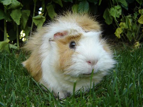 Guinea Pig High Definition