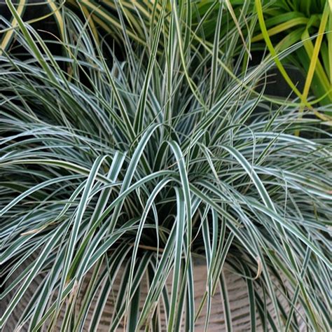 Carex oshimensis ‘Everest’ | Kiefer Nursery: Trees, Shrubs, Perennials