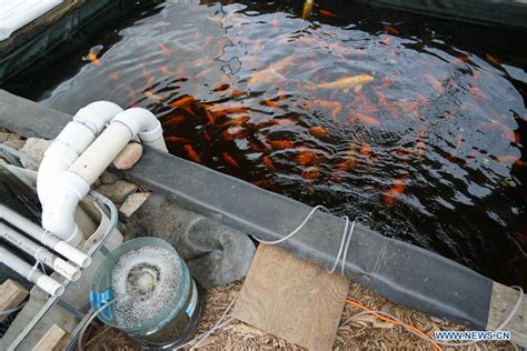 In pics: outdoor aquaponics farm in Brooklyn, New York - Xinhua ...