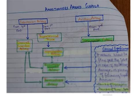 SOLUTION: Diagram made easy for anastomosis of scapula MBBS - Studypool