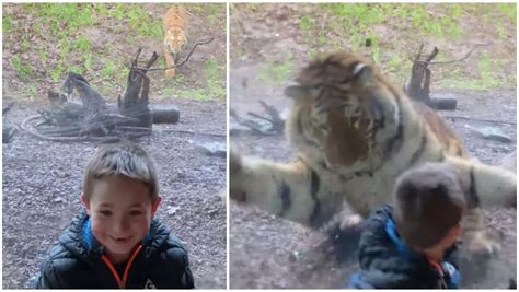 My son was on the menu: Scary video of tiger jumping on seven-year-boy ...