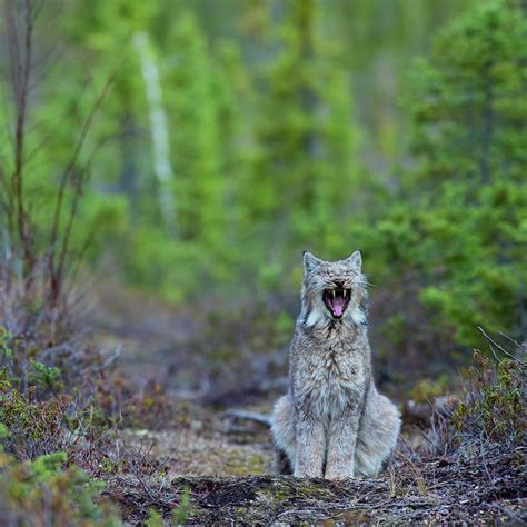 Photos: Best Wildlife Photography 2020 | Canadian Geographic