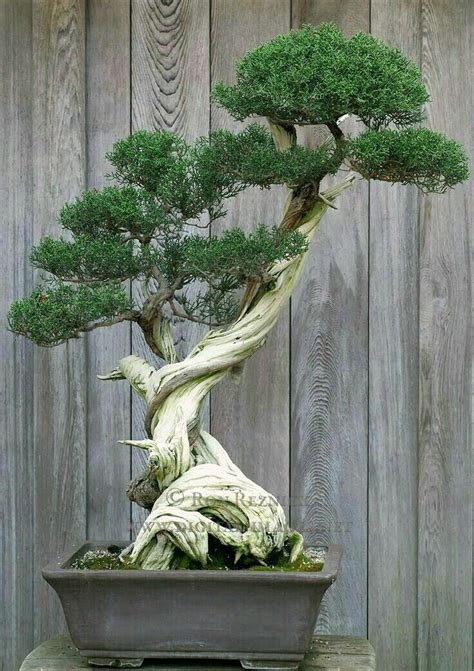 17 Best images about BONSAI on Pinterest | Trees, Bonsai trees and ...