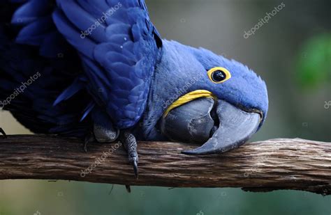 A blue parrot ⬇ Stock Photo, Image by © guffoto #5414738