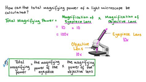 How To Calculate The Magnification Of A Microscope | atelier-yuwa.ciao.jp