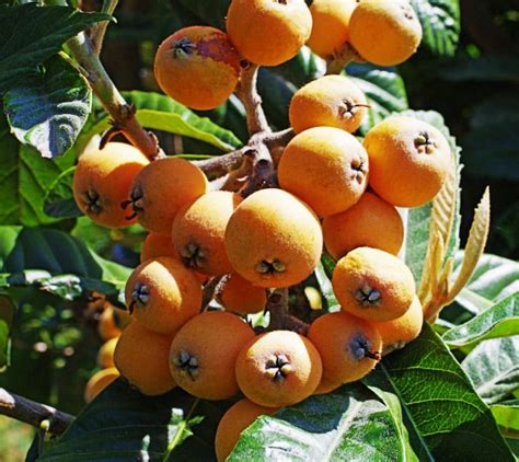 How To Plant And Care For Medlar - Best Landscape Ideas