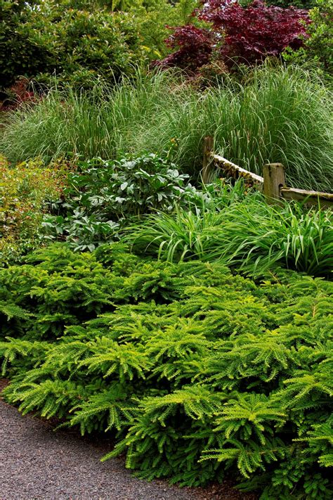 Emerald Spreader® Japanese Yew Taxus cuspidata 'Monloo' P.P. #10,335 | Flowers | Pinterest ...