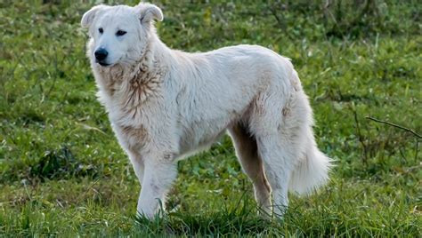 Maremma Sheepdog Breed Pictures, Characteristics, & Facts