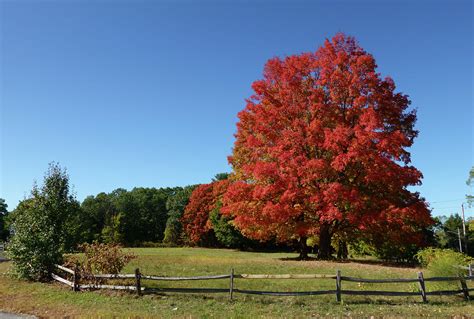 Bedford Park Foliage Photograph by John Clark - Fine Art America