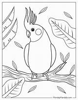 Rainforest Parrot Coloring Pages sketch template