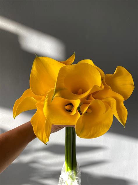 Yellow Calla Lilies - Mayflower Studio