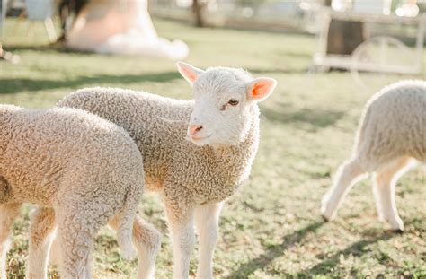 Spring Wedding- Lambs on the Farm | Darling Details