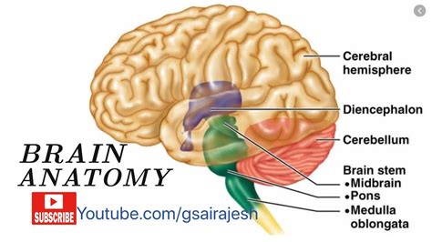 Brain Diagram Labeled Diencephalon