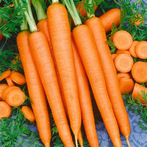 Tendersweet Carrot Seeds - 5 Lb - Non-GMO, Heirloom ...