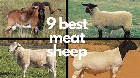 The 9 Best Sheep Breeds for Meat - YouTube