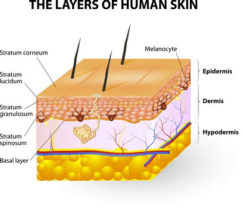 Avoiding ‘wrinkles in time’: Using tissue engineered grafts to model skin aging | Signals Blog