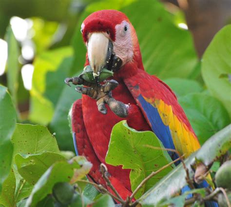 Free photo: Macaw Eating - Animal, Bird, Eat - Free Download - Jooinn