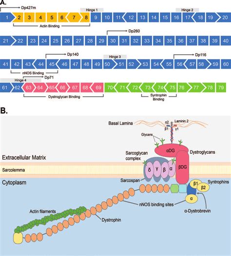 Dystrophin structure and cellular location within a myocyte. (A) the... | Download Scientific ...