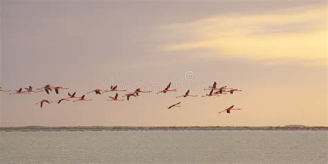 Lots of Pink Flamingos in Las Coloradas Stock Image - Image of color, exotic: 252740827