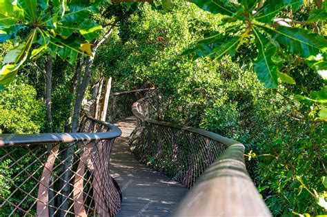 Premium Photo | Kirstenbosch botanical garden tree canopy walkway