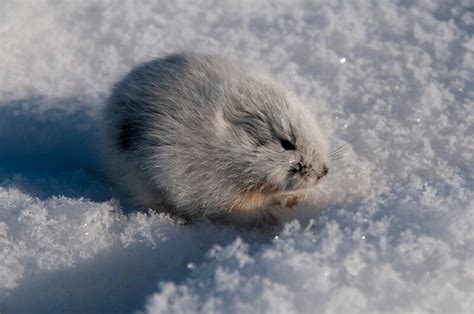 Arctic Lemming - Dicrostonyx Torquatus - Boreal Forest